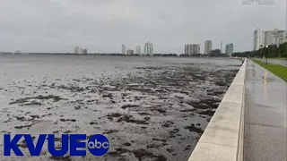 Why did Hurricane Ian suck water out of Tampa Bay? | KVUE