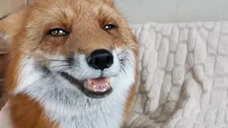 Lisa the Fox gives loving kisses