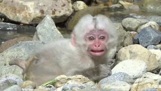 【 SNOW MONKEY 】☆ Cute Babies / White Hair Baby Falls Into a Crisis☆　～地獄谷野猿公苑～