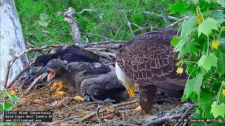 Little Miami Conservancy Bald Eagle 09.05.2024 08:46