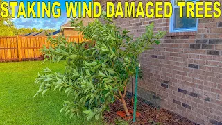 How To Straighten A Leaning Tree Damaged In A Wind Storm