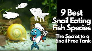 9 Best Snail Eating Fish 🐡