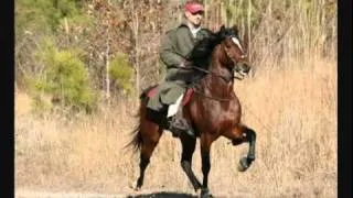 Mister Twister Racking Horse Stallion