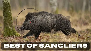 COMPILATION / BEST OF SANGLIERS !