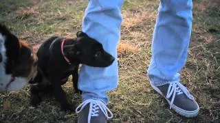 Catahoula Mix Puppy Is Shy Around Other Dogs | The Daily Puppy