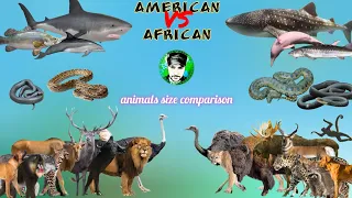 AFRICAN VS AMERICAN - animals size comparison.