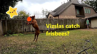 Ryder Vizsla frisbee training - our Vizsla learns to catch frisbees!!!