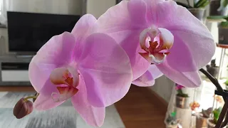 Орхидея Синголо.  Домашнее цветение. И кое что ещё.