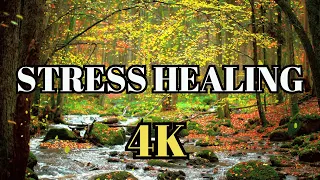 4K Soothing Deep Sleep Stress Healing Relaxing Water Sounds with Falling Leaves