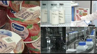 Как делают йогурты Viola | День на производстве