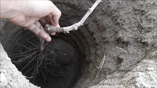 Üzüm çubuğu nasıl dikilir, yeni yetişen bağın budaması ve bakımı