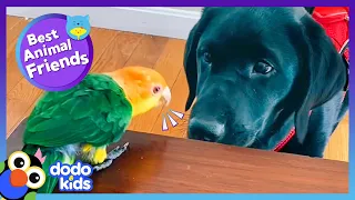 This Parrot Just Got A Little Puppy Brother, And He Is NOT Happy! | Best Animal Friends | Dodo Kids