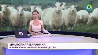 Племенной Дорпер