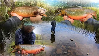 HOW DO BROOK TROUT GET THIS BIG??!! (Catch, Cook, Camp)