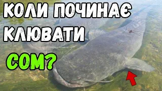 Коли починає клювати сом весною? За яких умов він прокидається? Коли краще ловити сома?