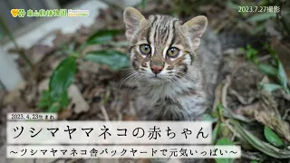 【東山動植物園公式】ツシマヤマネコの赤ちゃん【したる】～バックヤードで元気いっぱい～《 ツシマヤマネコ 》