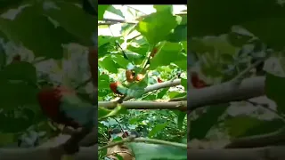 picking mulberries@ wanstap mulberry farm/#ilovemulberries/#shorts