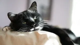 Картинки прикольные смешные с надписями кошки 2019 - Смешное видео МатроскинТВ