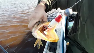 Видео отчет о рыбалке на Тавде (5 июля 2019)