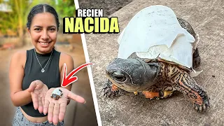 NACIMIENTO DE TORTUGAS DE TIERRA CASERAS 🐢🐢