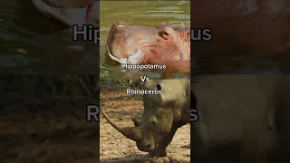 Hippopotamus vs Rhinoceros #rhino #hippo #animals