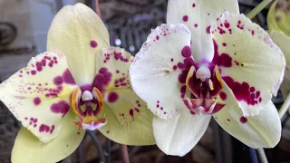 Phal. Pescara vs. Phal. Albufeira Сравним два отличных сорта  орхидей в мутации ‘бабочка’.