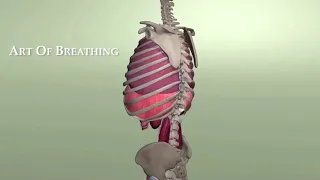 Rib Animation During Breathing