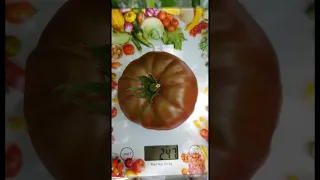 Томат ЧЁРНЫЙ ПРИНЦ ( Продаю семена томатов )