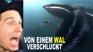 Paluten REAGIERT auf Was Tun, Wenn Du Von Einem Wal Verschluckt Wirst?