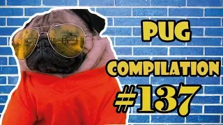 Pug Compilation 137 - Funny Dogs but only Pug Videos | Instapug