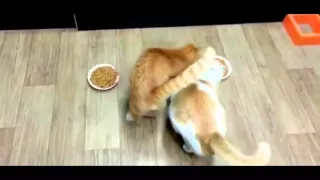 FUNNY CAT NEW ВИДЕО ПОДБОРКА С КОШКАМИ #9 HD