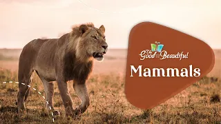 Fun Facts about Mammals | Mammals | The Good and the Beautiful