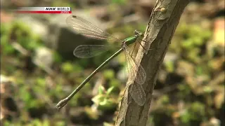 Satoyama   A cedar forest for flying squirrels 1080p HD