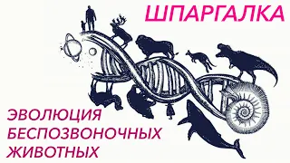 Шпаргалка "Эволюция органов беспозвоночных животных" - ЦТ, ЕГЭ, ЗНО