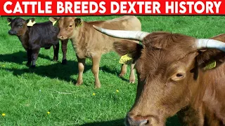 ⭕ Cattle Breeds Dexter History ✅  Cattle Dexter  // Bulls