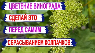 🍇 Чтобы виноград НЕ ЗАБОЛЕЛ. Не забудь провести ЭТУ ПРОФИЛАКТИКУ непосредственно перед ЦВЕТЕНИЕМ.