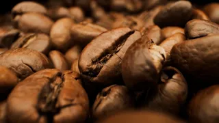 ¿Sabías que el café más caro del mundo es defecado por un animal? #mundotv