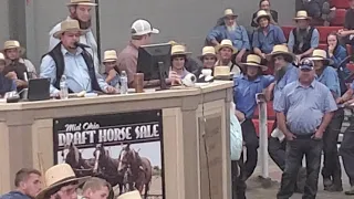 Amish horse sale. Belgiums 🇧🇪