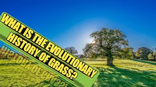 WHAT IS GRASS? WHAT IS IT'S EVOLUTIONARY HISTORY?