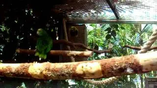 Parrot swinging in Loro Parque Zoo - Tenerife!
