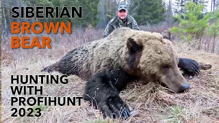 SIBERIAN BROWN BEAR HUNTING WITH PROFIHUNT 2023