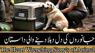 THE UNTOLD STORIES OF RAWALPINDI'S STREET ANIMALS | جانوروں کی زندگی بچائیں - راولپنڈی #saveanimals