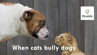 Funny Animal - Cats Bully Dogs 2016