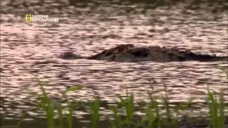 National Geographic  Самые опасные животные мира   Амазония