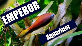 EMPEROR TETRAS aquarium | Community Fish and Live Plants