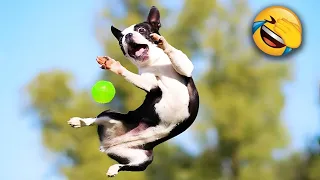 Best Funny Animals 2024😹Funniest Dogs and Cats😻🐶#5