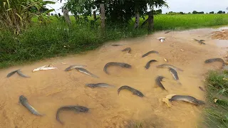 Amazing Fish Fishing In Flood Season 2020! Unique Catch Many Fish After Water Sink Road - tyriq 1256