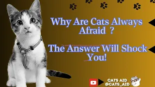 Why Are Cats Always Afraid The Truth You Never Knew!