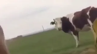 Корова , Подскажите дорогу:D