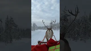 Reindeer ride of Santa Claus in Lapland 🦌🎅 #shorts #christmas #finland #reindeer